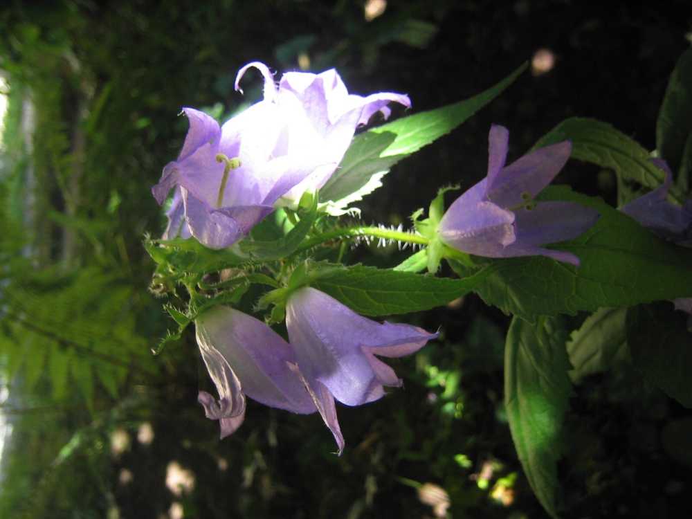 Campanula trachelium (Nesselblättrige Glockenblume)